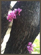 Spring-bark-buds